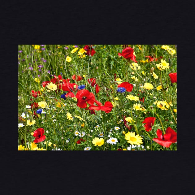 Colourful Wild Flowers by Violaman